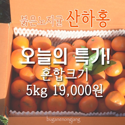 한정상품 산하홍 (5kg | 10kg)